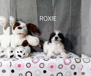 Chihuahua-Poodle (Toy) Mix Puppy for sale in PLAINFIELD, IN, USA