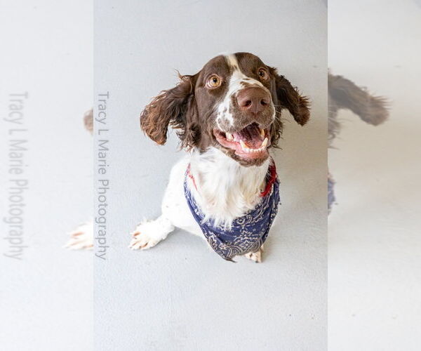 Medium Photo #8 English Springer Spaniel Puppy For Sale in Studio City, CA, USA