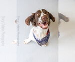 Small #7 English Springer Spaniel