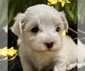 Maltese Puppy for sale in ROCK STREAM, NY, USA