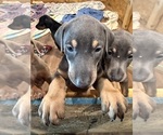 Puppy 2 blues Doberman Pinscher