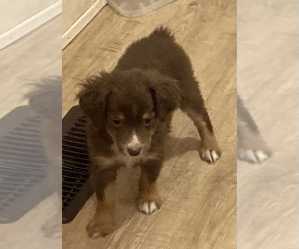 Medium Photo #10 Miniature Australian Shepherd Puppy For Sale in FORT MORGAN, CO, USA