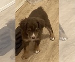 Small #9 Miniature Australian Shepherd