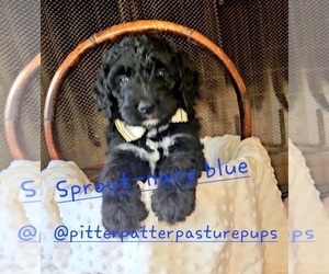 Bernedoodle Puppy for Sale in TEMPLE, Georgia USA