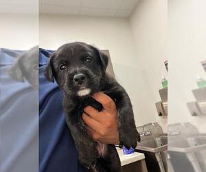 German Shepherd Dog-Plott Hound Mix Dogs for adoption in Baytown, TX, USA