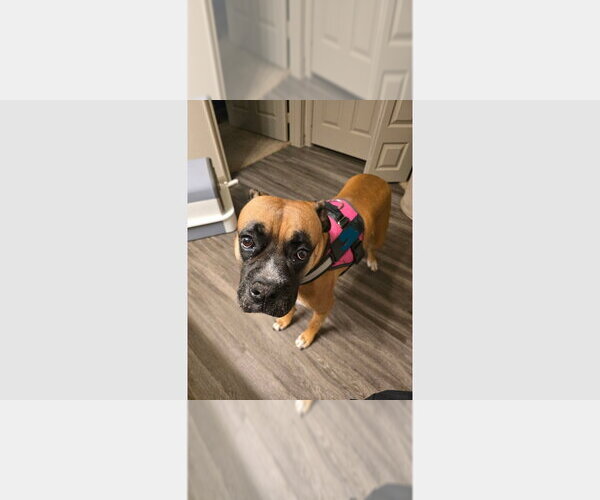 Medium Photo #3 Boxer Puppy For Sale in Austin, TX, USA