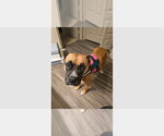Small #2 Boxer