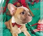 Small Photo #11 French Bulldog Puppy For Sale in OTTAWA LAKE, MI, USA