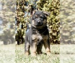Small Photo #1 German Shepherd Dog Puppy For Sale in NAPPANEE, IN, USA