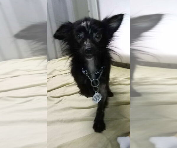 Medium Photo #6 Chihuahua-Unknown Mix Puppy For Sale in Foristell, MO, USA