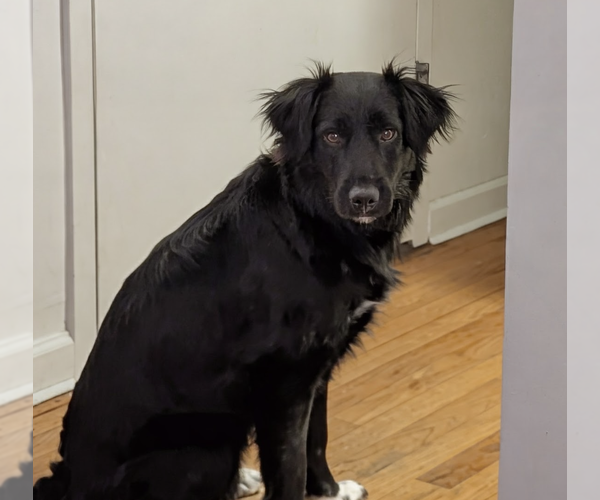Medium Photo #2 Border Collie-Unknown Mix Puppy For Sale in Brooklyn, NY, USA