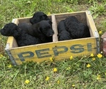 Small Photo #5 Aussiedoodle Puppy For Sale in BIRCHWOOD, TN, USA