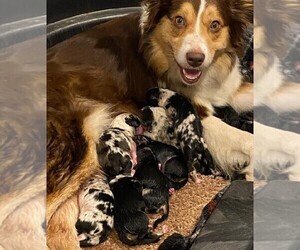 Mother of the Australian Shepherd puppies born on 11/29/2022