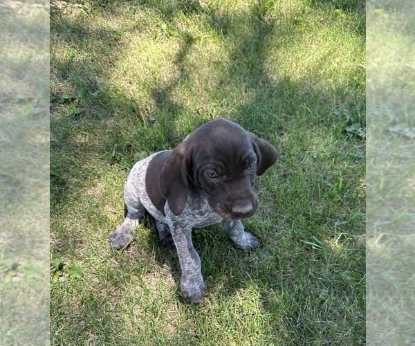 Medium Photo #1 German Shorthaired Pointer Puppy For Sale in MAPLETON, IA, USA