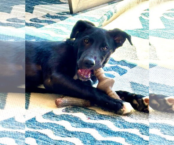 Medium Photo #3 Labrador Retriever-Unknown Mix Puppy For Sale in MECHANICSBURG, PA, USA