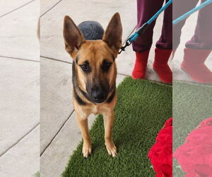 German Shepherd Dog-Unknown Mix Dogs for adoption in Dallas, TX, USA