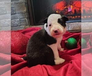 Medium Border Collie