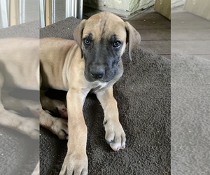 Great Dane Puppy for sale in HARRISON, OH, USA