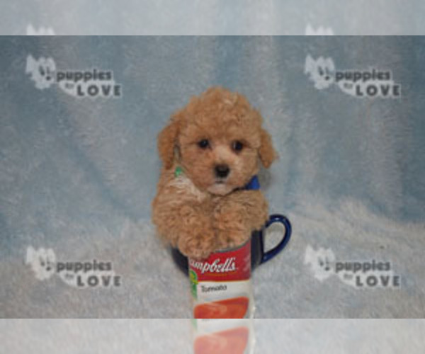 Medium Photo #11 Poodle (Toy) Puppy For Sale in SANGER, TX, USA