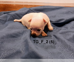 Small #14 Chihuahua