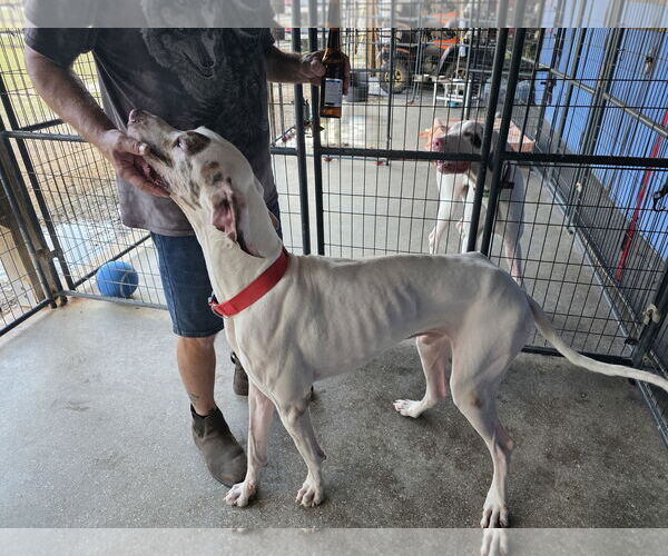Medium Photo #2 Great Dane Puppy For Sale in Palm Beach, FL, USA