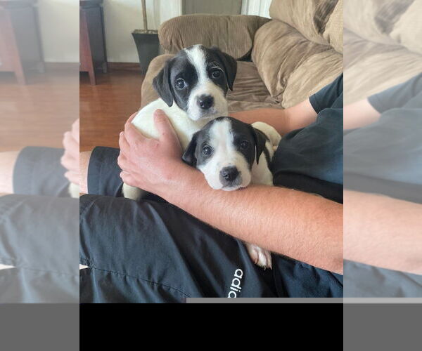 Medium Photo #2 Colonial Cocker Spaniel-Labrador Retriever Mix Puppy For Sale in Studio City, CA, USA