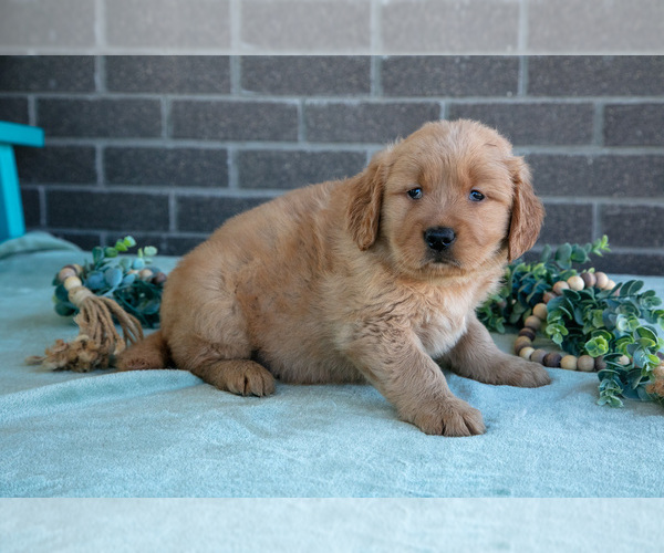 Medium Photo #2 Golden Retriever Puppy For Sale in MILLERSBURG, OH, USA