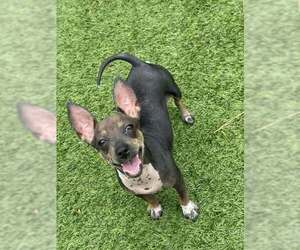 Rat-Cha Dogs for adoption in Princeton, MN, USA
