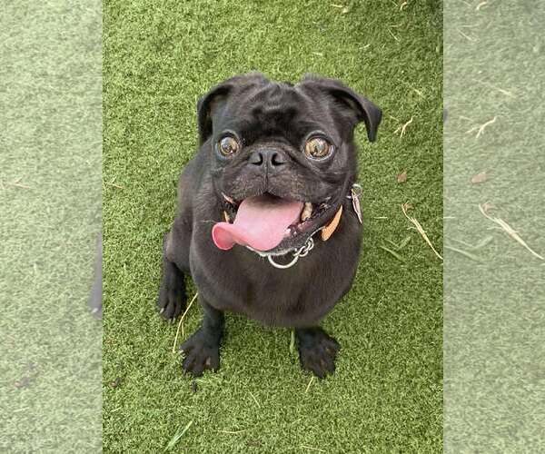 Medium Photo #1 Pug-Unknown Mix Puppy For Sale in San Diego, CA, USA
