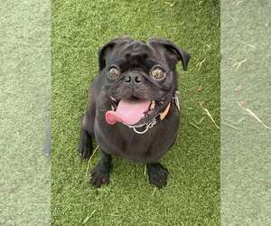 Pug-Unknown Mix Dogs for adoption in San Diego, CA, USA