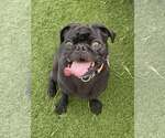 Small Pug Mix