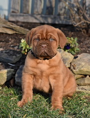 Dogue de Bordeaux Puppy for sale in ADAMS MILLS, OH, USA