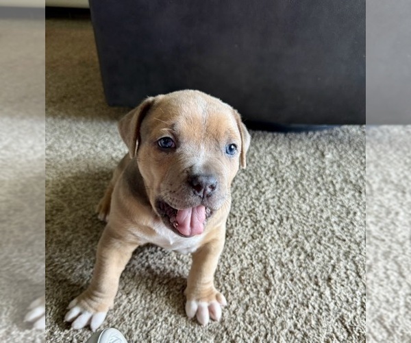 Medium Photo #5 American Bully Puppy For Sale in CEDAR RAPIDS, IA, USA
