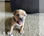Small #4 American Bully