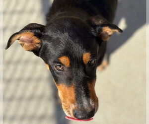 Euro Mountain Sheparnese Dogs for adoption in Tulsa, OK, USA