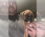 Small #2 Boxer