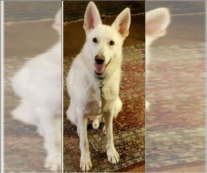- Mix Dogs for adoption in Winston Salem, NC, USA