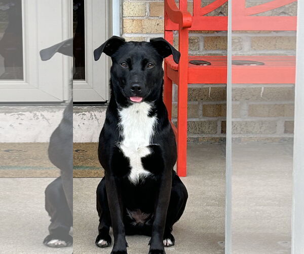 Medium Photo #1 Labrador Retriever-Unknown Mix Puppy For Sale in Aurora, CO, USA