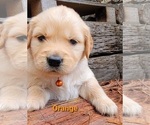 Small Photo #36 Golden Retriever Puppy For Sale in CHINO HILLS, CA, USA
