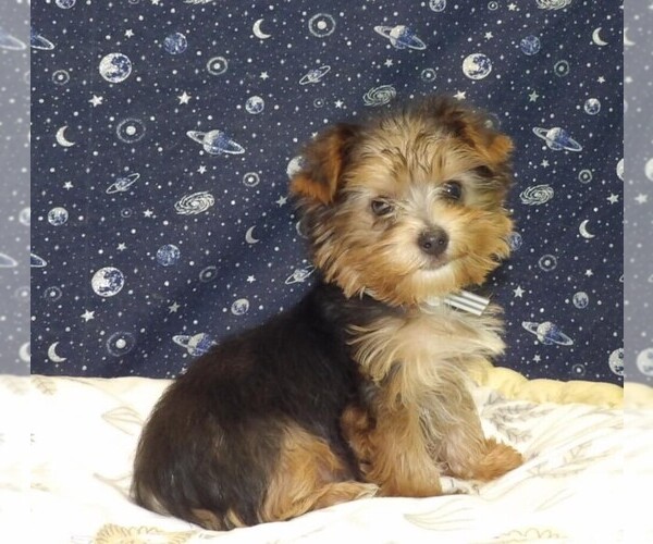 Medium Photo #6 Yorkshire Terrier Puppy For Sale in PATERSON, NJ, USA