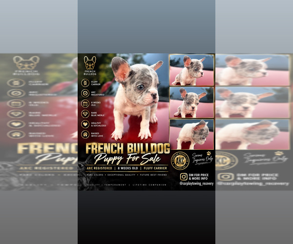 Medium Photo #1 French Bulldog Puppy For Sale in RADCLIFF, KY, USA