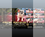 Puppy 1 French Bulldog