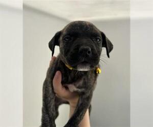 German Shepherd Dog-Unknown Mix Dogs for adoption in Redlands, CA, USA