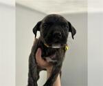 Small German Shepherd Dog Mix