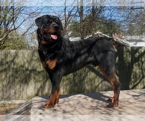 Father of the Rottweiler puppies born on 04/10/2023