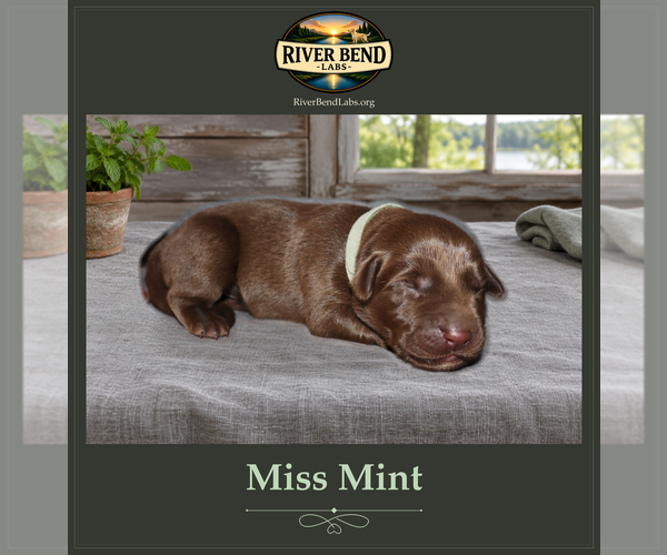 Medium Photo #1 Labrador Retriever Puppy For Sale in WHITNEY, TX, USA