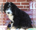 Small Photo #2 Bernedoodle Puppy For Sale in PEACH BOTTOM, PA, USA
