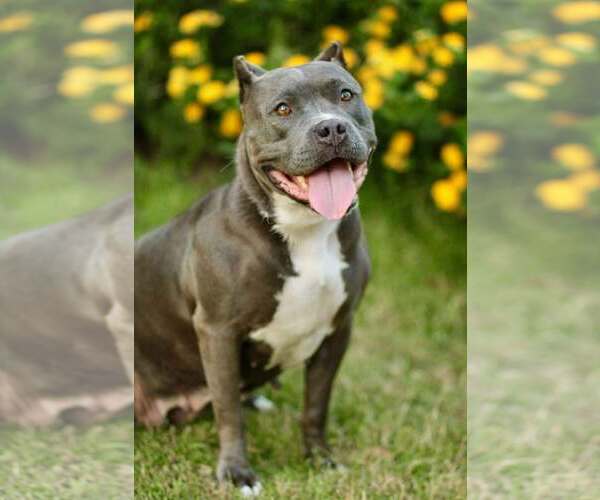 Medium Photo #2 American Pit Bull Terrier Puppy For Sale in Yuba City, CA, USA