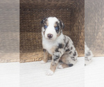 Small #3 Australian Shepherd
