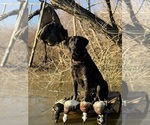 Small Photo #5 Labrador Retriever Puppy For Sale in GREENWOOD, SC, USA
